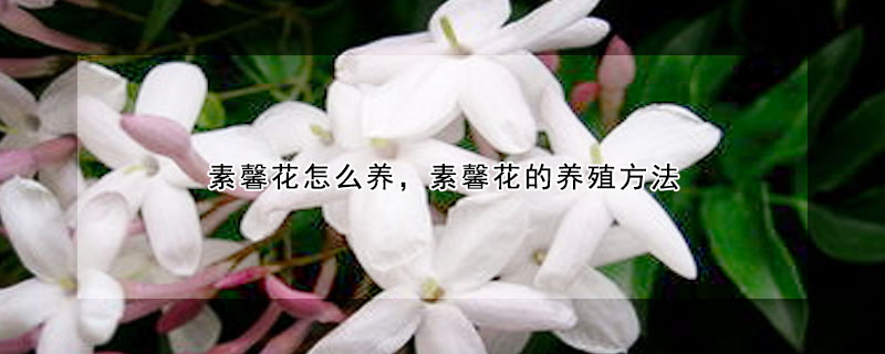 素馨花怎么養(yǎng)，素馨花的養(yǎng)殖方法