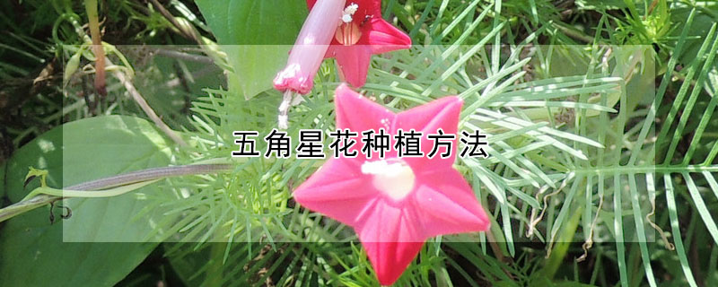 五角星花種植方法