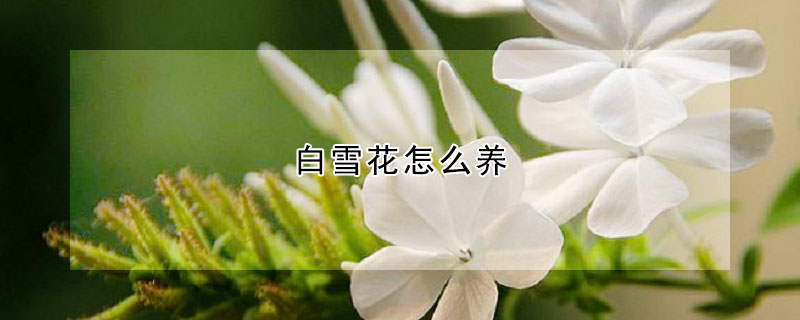 白雪花怎么養