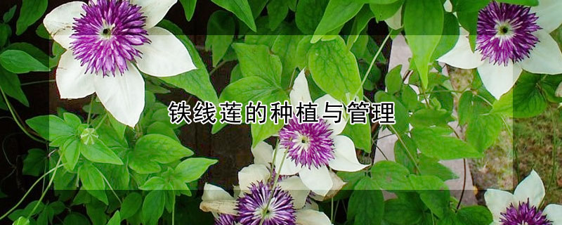 鐵線蓮的種植與管理