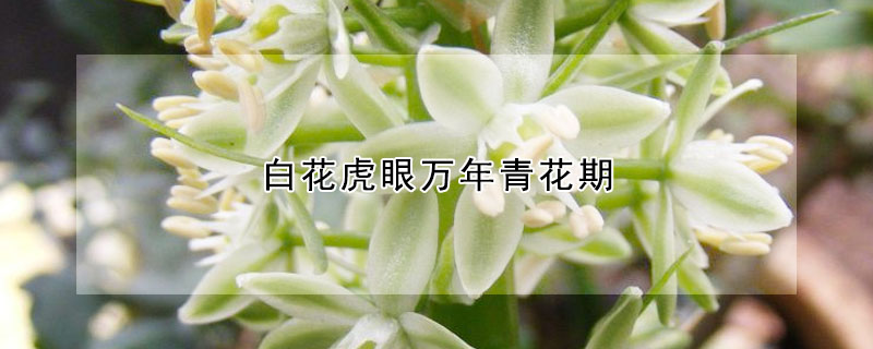 白花虎眼萬(wàn)年青花期