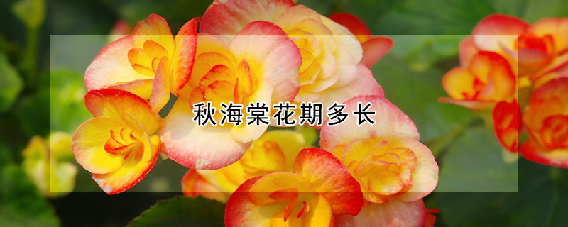 秋海棠花期多長(zhǎng)