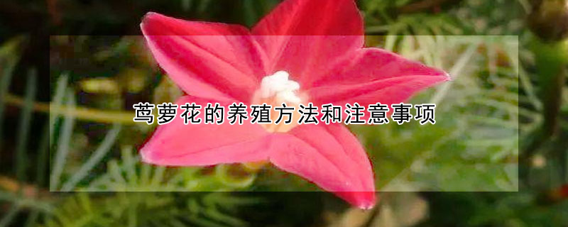 蔦蘿花的養(yǎng)殖方法和注意事項(xiàng)