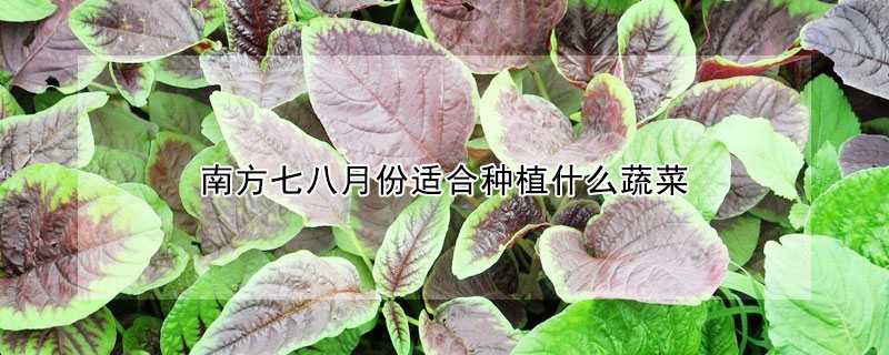 南方七八月份適合種植什么蔬菜