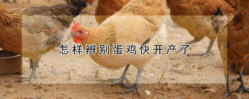 怎樣辨別蛋雞快開產(chǎn)了