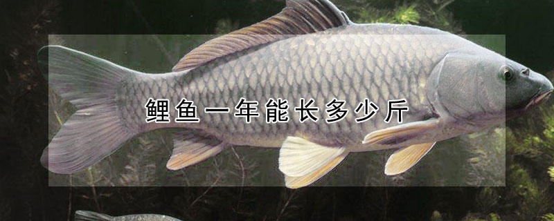 鯉魚(yú)一年能長(zhǎng)多少斤