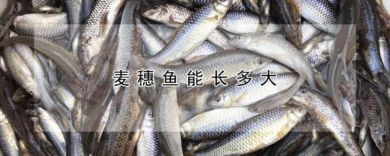 麥穗魚(yú)能長(zhǎng)多大