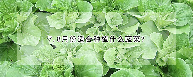 7,8月份適合種植什么蔬菜?