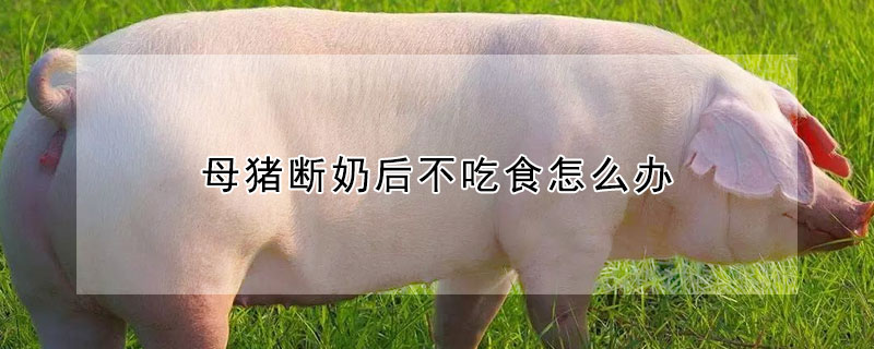 母豬斷奶后不吃食怎么辦