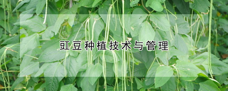 豇豆種植技術與管理