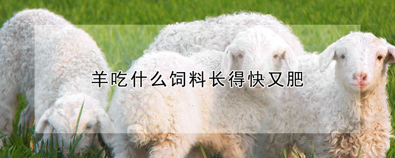 羊吃什么飼料長(zhǎng)得快又肥