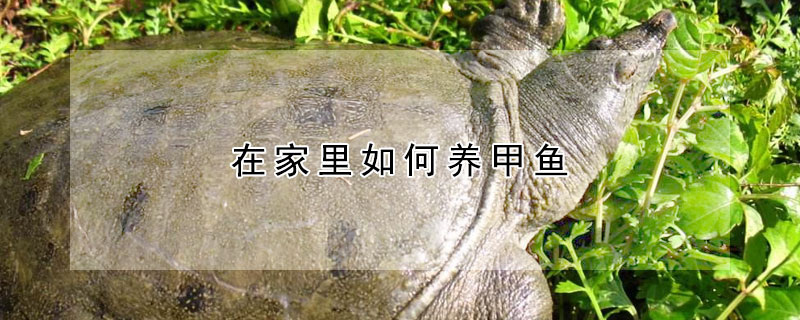 在家里如何養(yǎng)甲魚(yú)