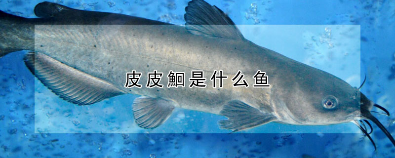 皮皮鮰是什么魚