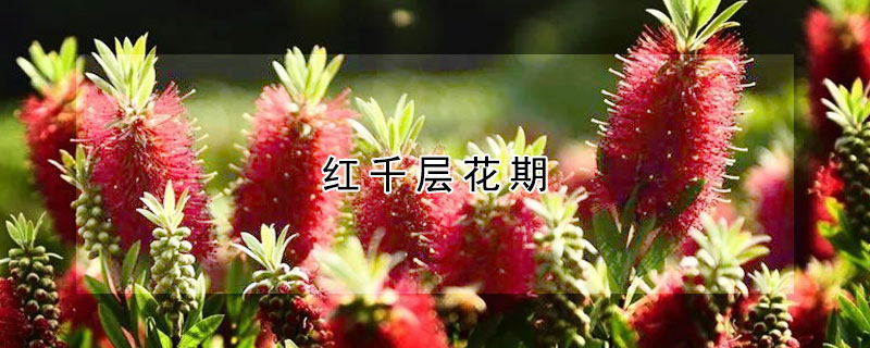 紅千層花期