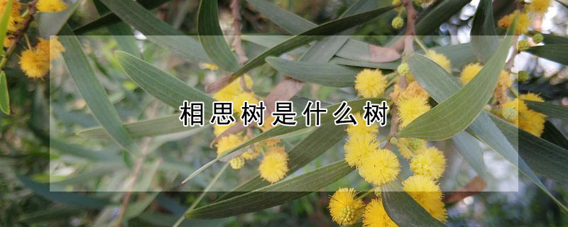 相思樹是什么樹