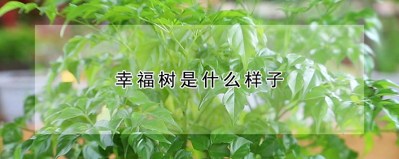 幸福樹(shù)是什么樣子