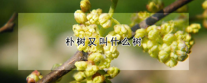 樸樹又叫什么樹