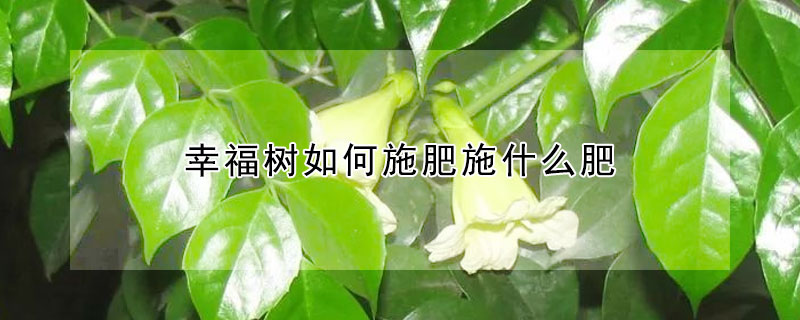 幸福樹如何施肥施什么肥