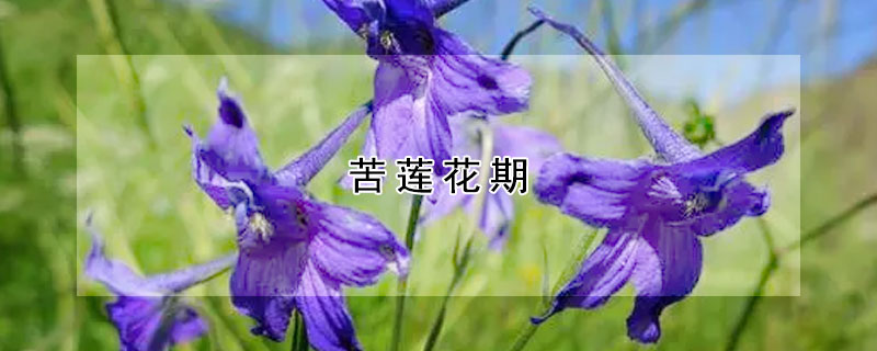 苦蓮花期