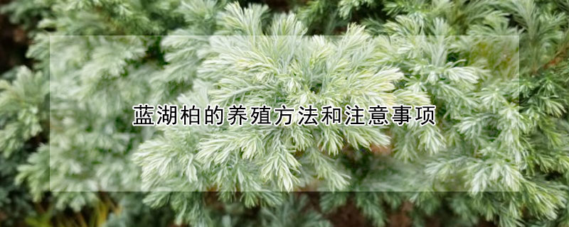 藍(lán)湖柏的養(yǎng)殖方法和注意事項(xiàng)