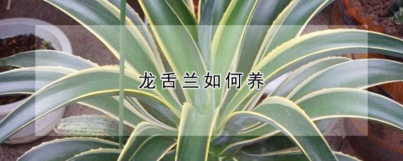 龍舌蘭如何養(yǎng)