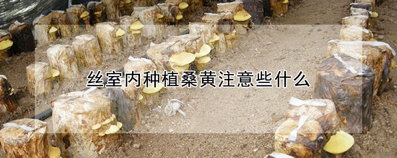 室內(nèi)種植桑黃注意些什么