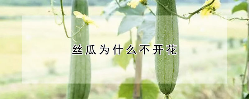 絲瓜為什么不開(kāi)花