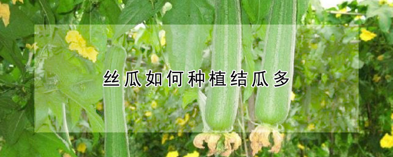 絲瓜如何種植結(jié)瓜多