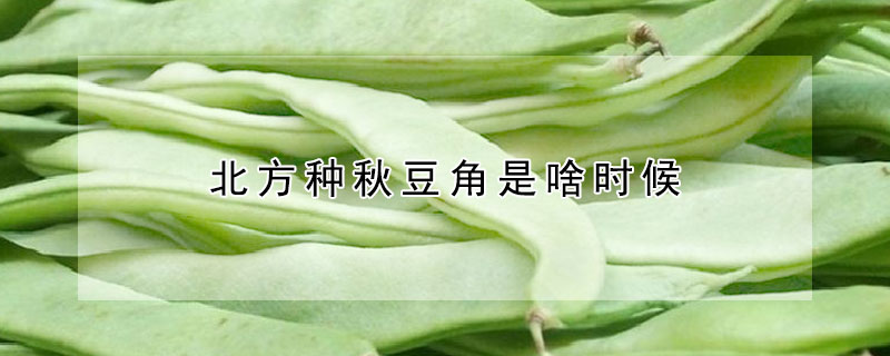 北方種秋豆角是啥時候