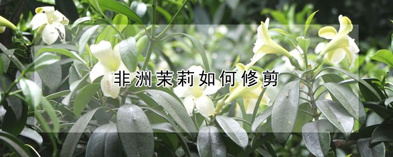 非洲茉莉如何修剪