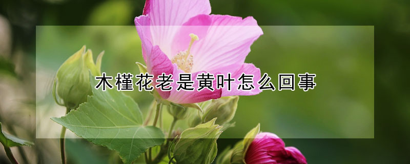 木槿花老是黃葉怎么回事