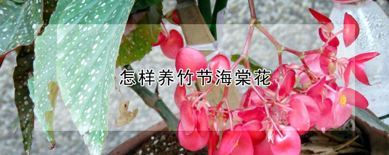 怎樣養(yǎng)竹節(jié)海棠花