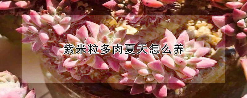 紫米粒多肉夏天怎么養