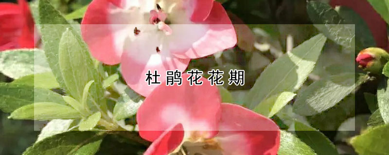 杜鵑花花期