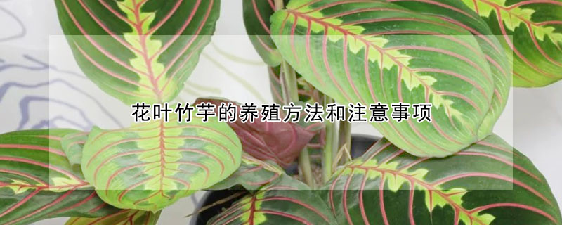 花葉竹芋的養殖方法和注意事項