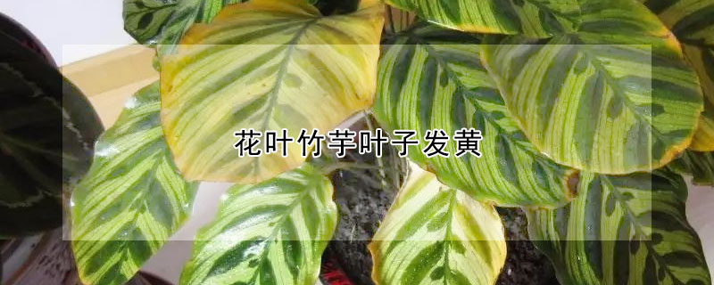 花葉竹芋葉子發黃