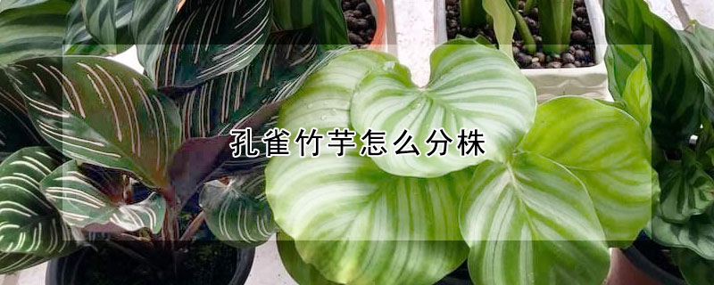 孔雀竹芋怎么分株