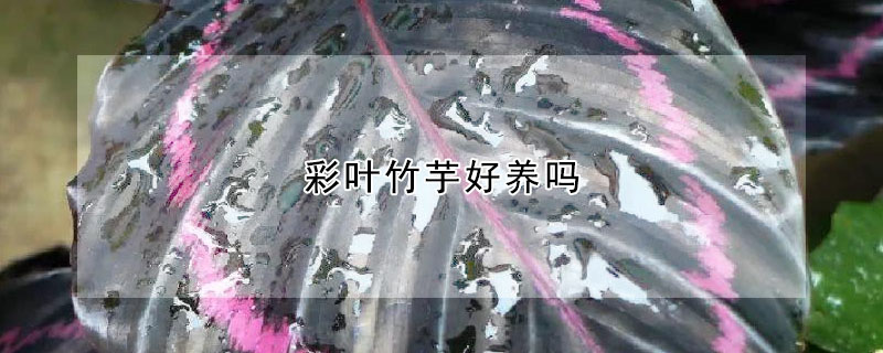 彩葉竹芋好養(yǎng)嗎