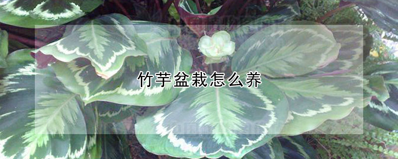 竹芋盆栽怎么養(yǎng)