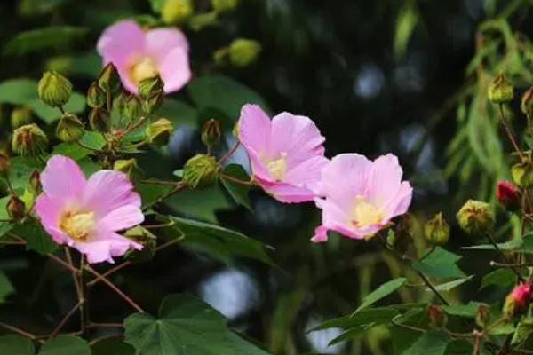 什么花最好養 家里最好養的花卉排名