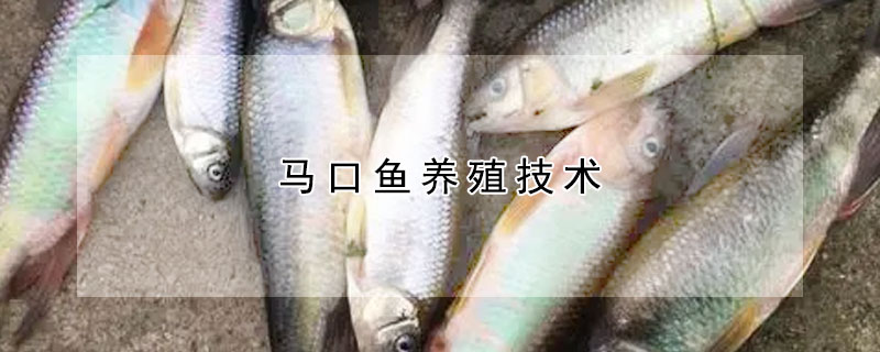 馬口魚養殖技術