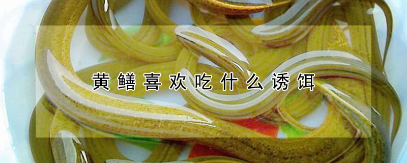 黃鱔喜歡吃什么誘餌