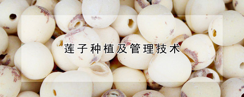 蓮子種植及管理技術(shù)