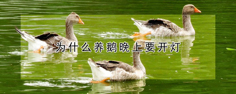 為什么養(yǎng)鵝晚上要開燈