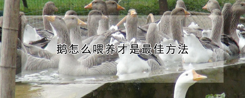 鵝怎么喂養(yǎng)才是最佳方法