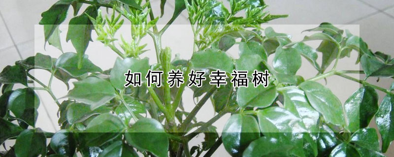 如何養好幸福樹