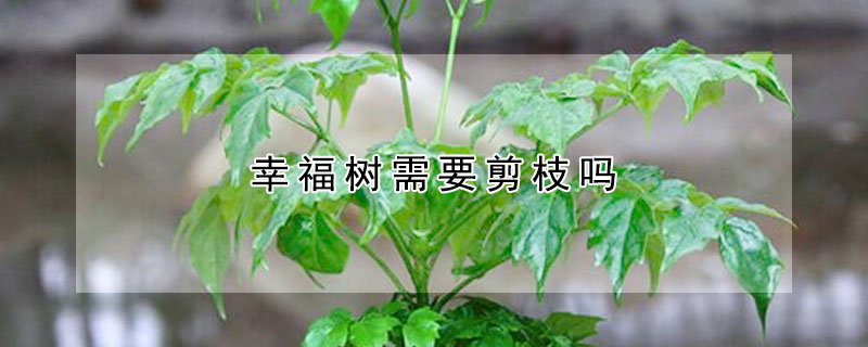 幸福樹(shù)需要剪枝嗎