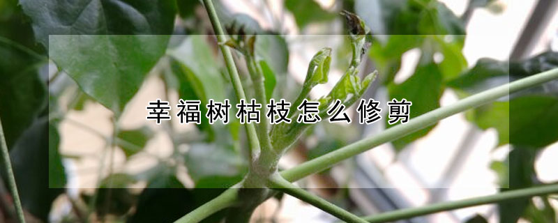 幸福樹枯枝怎么修剪