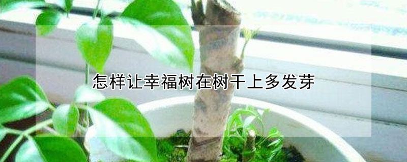 怎樣讓幸福樹在樹干上多發芽