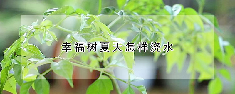 幸福樹夏天怎樣澆水